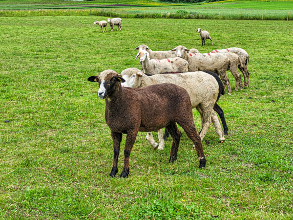 Rondwandeling Silz, Tirol